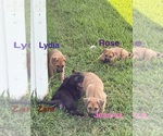 Small #6 American Pit Bull Terrier-German Shepherd Dog Mix