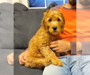 Irish Doodle Puppy for sale in WINESBURG, OH, USA