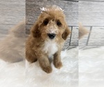 Small Photo #8 Goldendoodle (Miniature) Puppy For Sale in RICHMOND, IL, USA