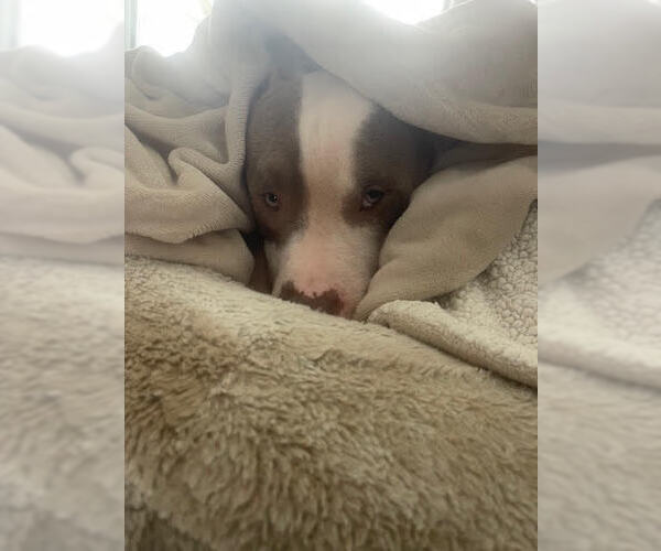 Medium Photo #4 American Pit Bull Terrier-Unknown Mix Puppy For Sale in Crete, IL, USA