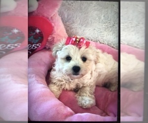 Maltese-Morkie Mix Puppy for sale in SARASOTA, FL, USA