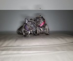 Small Photo #4 French Bulldog Puppy For Sale in PORT READING, NJ, USA