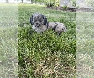 English Cream Golden Retriever-Poodle (Miniature) Mix Puppy for Sale in PRINCETON, Iowa USA