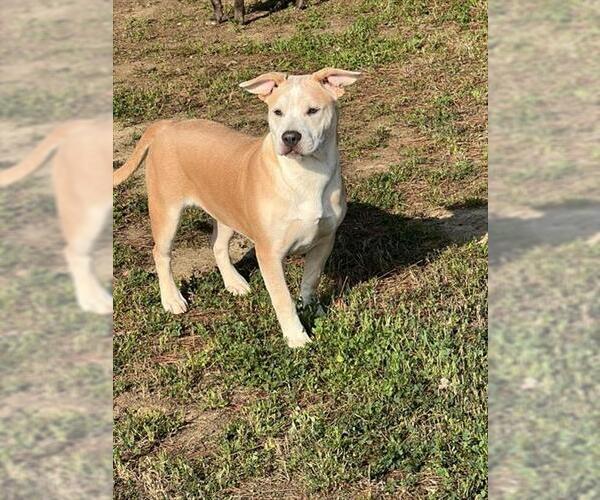 Medium Photo #2 American Pit Bull Terrier-Unknown Mix Puppy For Sale in Bakersfield, CA, USA