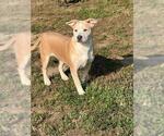 Small #1 American Pit Bull Terrier Mix