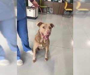 American Pit Bull Terrier-Labrador Retriever Mix Dogs for adoption in Temple, TX, USA