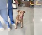 Small American Pit Bull Terrier-Labrador Retriever Mix