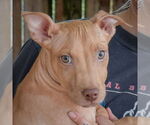 Small #5 American Staffordshire Terrier