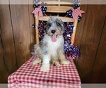 Small Photo #67 Bernedoodle (Miniature) Puppy For Sale in BLACK FOREST, CO, USA
