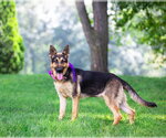 Small #1 German Shepherd Dog Mix