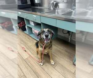 Edgar - Male German Shepherd Dog-Unknown Mix Dog for Adoption