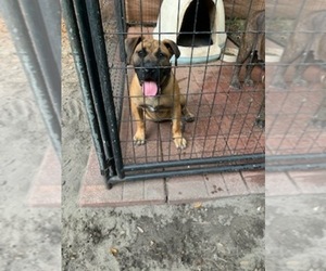 Presa Canario Puppy for sale in JACKSONVILLE, FL, USA