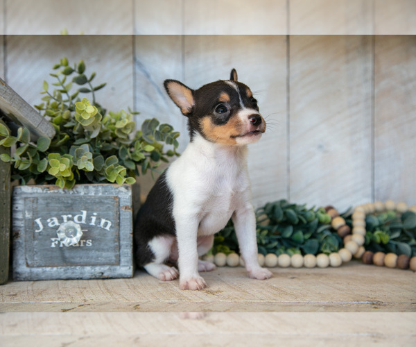 Medium Photo #3 Fox Terrier (Toy) Puppy For Sale in SUGARCREEK, OH, USA