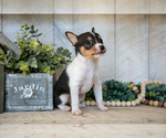 Small #2 Fox Terrier (Toy)