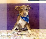 Small Labrador Retriever Mix