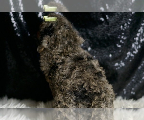 Medium Photo #7 Poodle (Miniature) Puppy For Sale in WARSAW, IN, USA