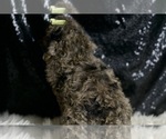 Small #6 Poodle (Miniature)