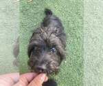 Small Photo #4 Poodle (Miniature)-Unknown Mix Puppy For Sale in Tempe , AZ, USA