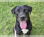 Small #1 Labrador Retriever Mix
