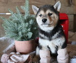 Small Photo #7 Shiba Inu Puppy For Sale in HONEY BROOK, PA, USA
