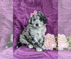 Aussiedoodle Puppy for sale in OXFORD, PA, USA