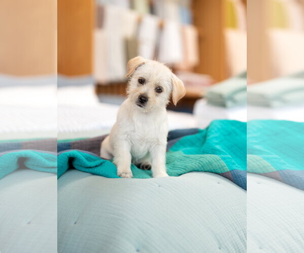 Medium Photo #6 Mutt Puppy For Sale in Marina Del Rey, CA, USA