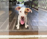 Small #2 American Pit Bull Terrier Mix