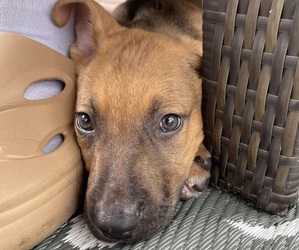 German Shepherd Dog-Malinois Mix Puppy for sale in JACKSONVILLE, FL, USA