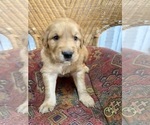 Small Photo #11 Golden Labrador Puppy For Sale in VANCOUVER, WA, USA