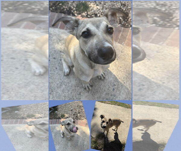 Medium Photo #3 Mutt Puppy For Sale in Woodbury, NY, USA