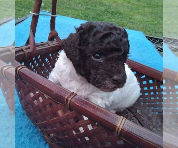 Medium Photo #1 Havapoo Puppy For Sale in LINDEN, TN, USA