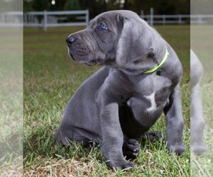 Great Dane Puppy for sale in MESA, AZ, USA