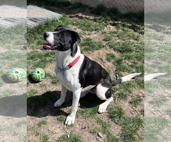 Medium Photo #3 Mutt Puppy For Sale in Emmett, ID, USA