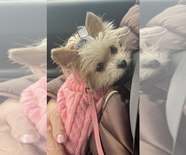 Medium Photo #3 Mutt Puppy For Sale in Allentown,, PA, USA