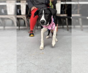 Roscoe - Male Labrador Retriever-Unknown Mix Dog for Adoption - Photo #2