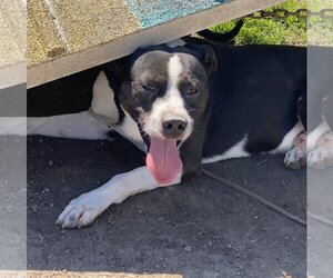 Mutt Dogs for adoption in Virginia Beach, VA, USA