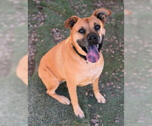 Amber - Female Boxer-Unknown Mix Dog for Adoption - Photo #3