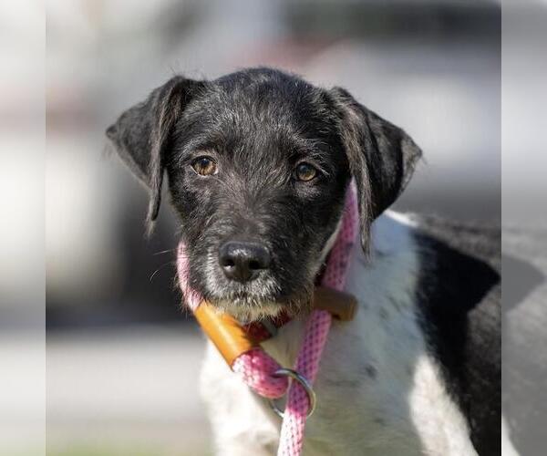 Medium Photo #5 Jack Russell Terrier-Unknown Mix Puppy For Sale in San Diego, CA, USA