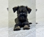 Small #1 Schnauzer (Miniature)