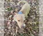 Small #18 Mutt