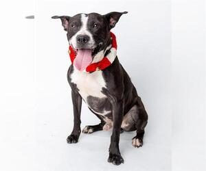 Mutt Dogs for adoption in Louisville, KY, USA