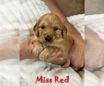 Small Photo #4 Golden Retriever Puppy For Sale in BRANDON, FL, USA