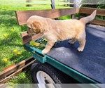 Small #5 Goldendoodle