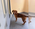 Small Mutt