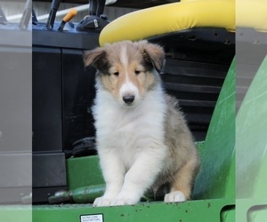 Collie Puppy for sale in FREDERICKSBURG, OH, USA