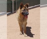 Small Photo #3 German Shepherd Dog Puppy For Sale in Apple Valley, CA, USA