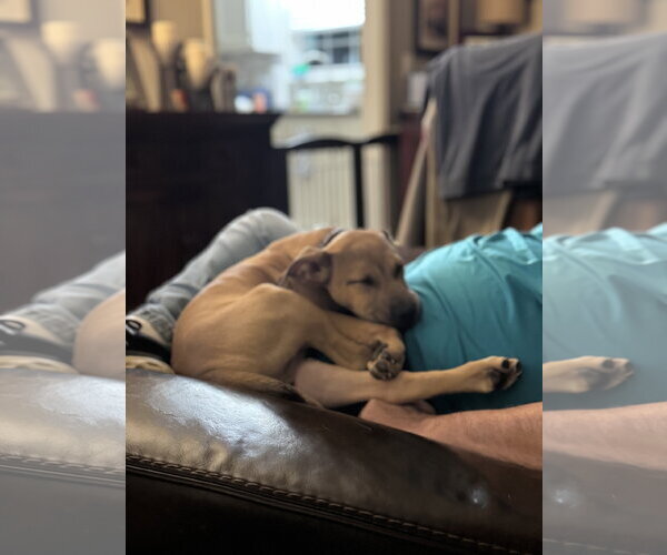 Medium Photo #13 Mutt Puppy For Sale in Holly Springs, NC, USA