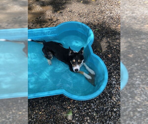 Medium Photo #4 Border Collie-Unknown Mix Puppy For Sale in Elmsford, NY, USA