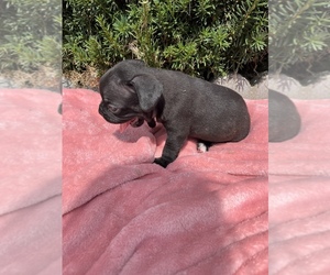 Faux Frenchbo Bulldog Puppy for sale in HOLLAND, MI, USA