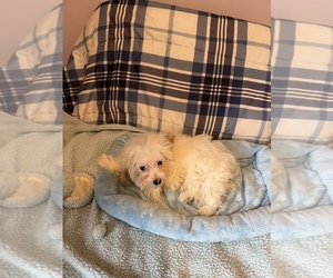 Poodle (Toy)-Yorkshire Terrier Mix Puppy for sale in BENSON, NC, USA